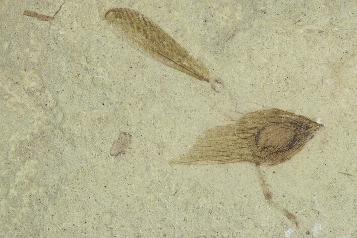Fossil Samara (Winged Seed) - Green River Formation, Utah #368760